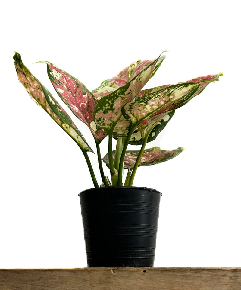 アグラオネマ アグラオネマ・ピクタム・トリカラー | moku-online store-