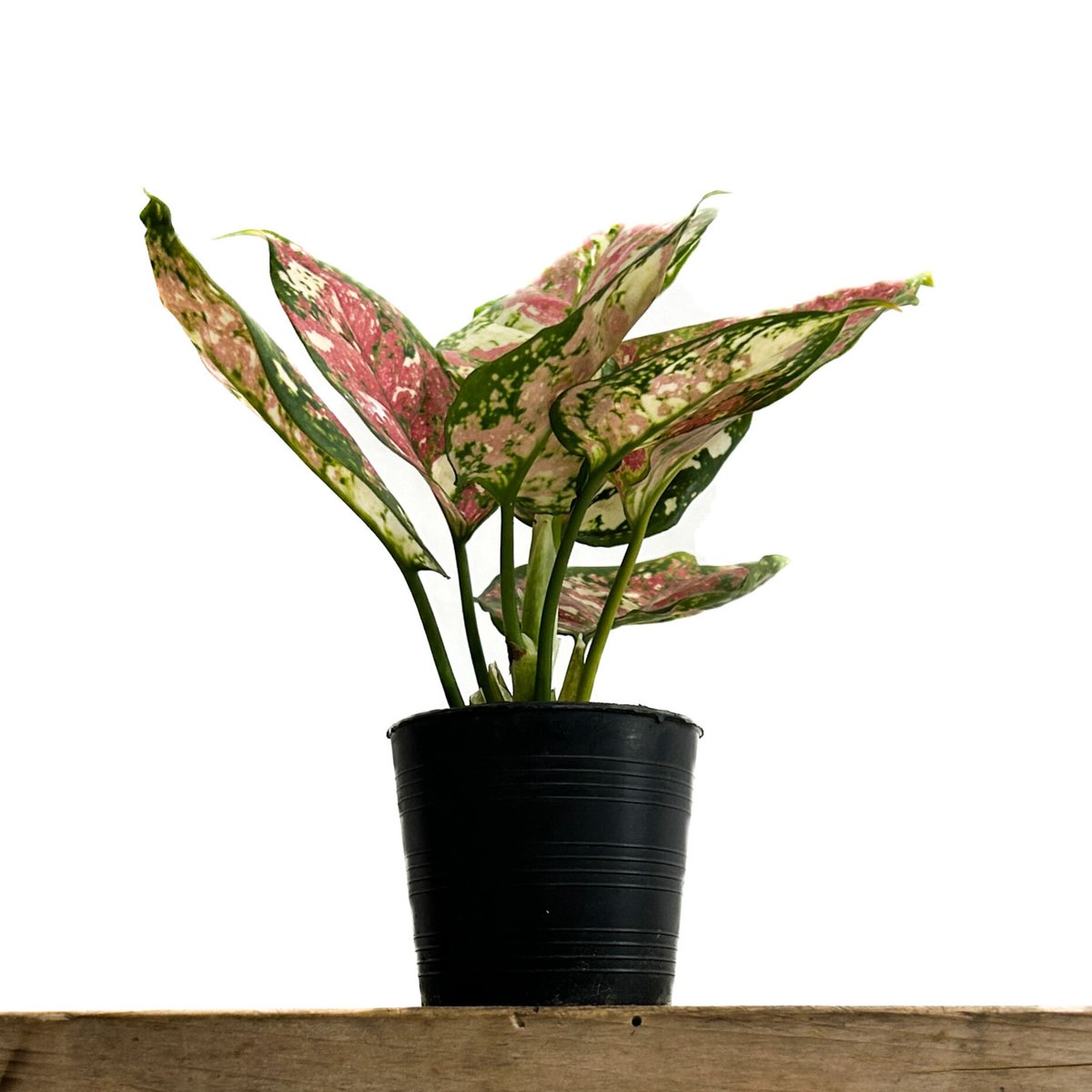 アグラオネマ アンヤマニー トリカラー「Aglaonema Unyamanee Tricolo