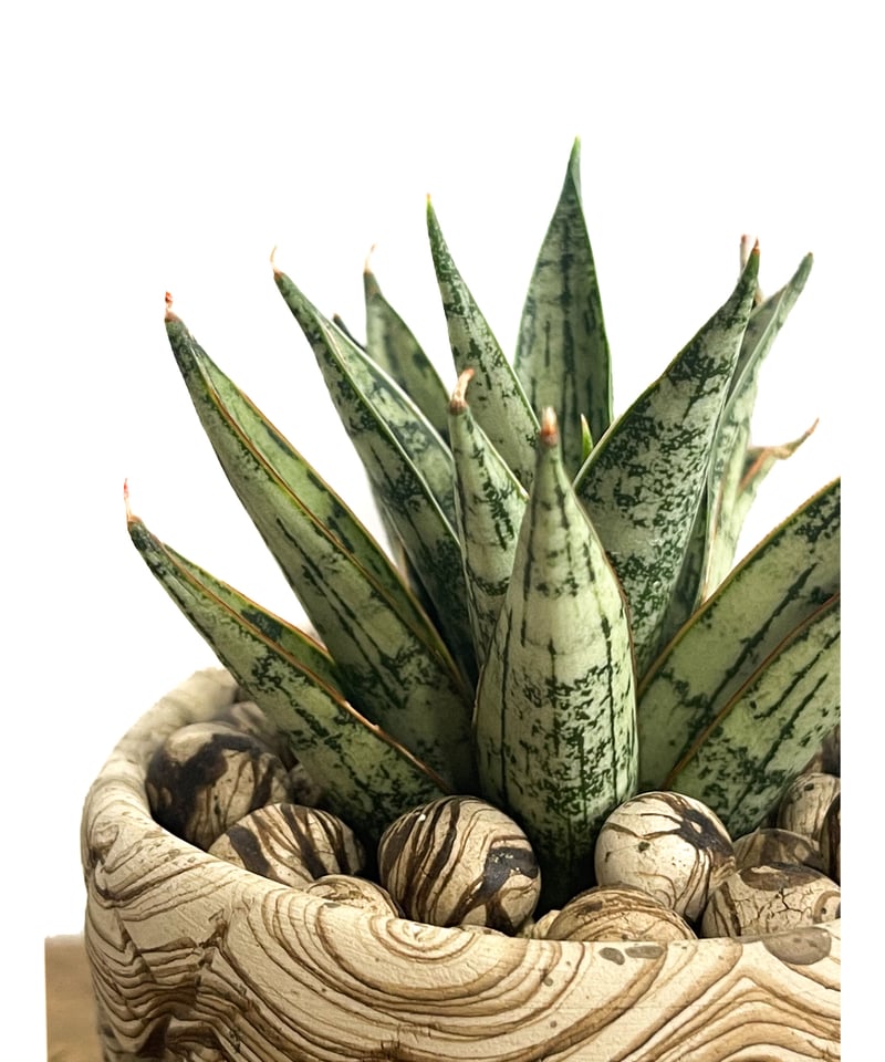 サンセベリア マルガリータ+pmp「Sansevieria Margarita」6/28-87