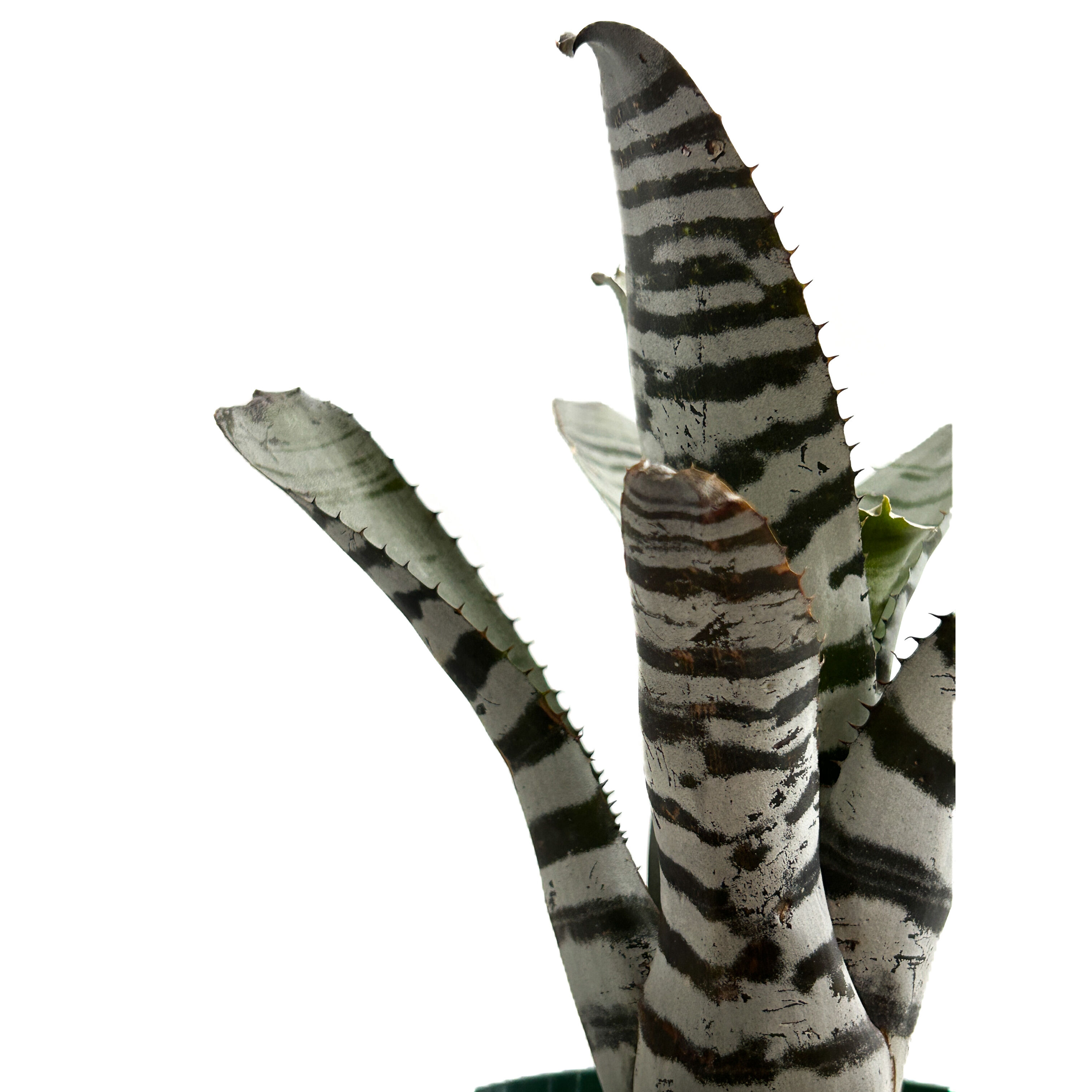 エクメア チャンティニー ワイドリーフ 実生苗 「Aechmea chantinii