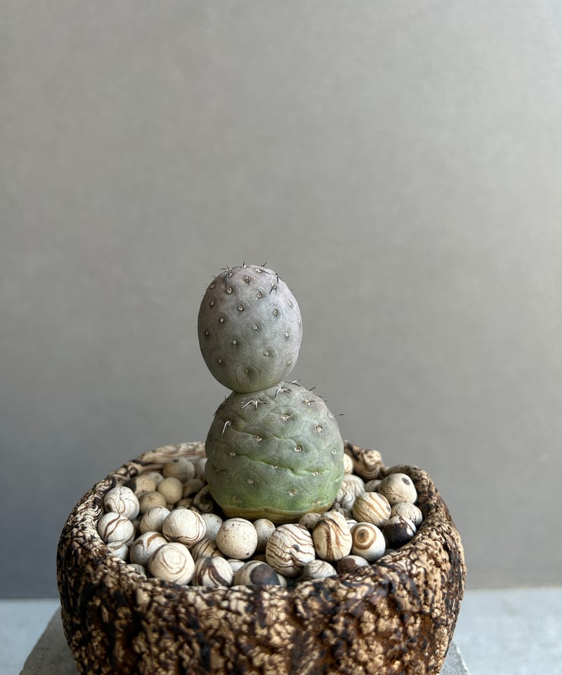 テフロカクタス ゲオメトリクス+plantsmonsters pot「Tephrocactus