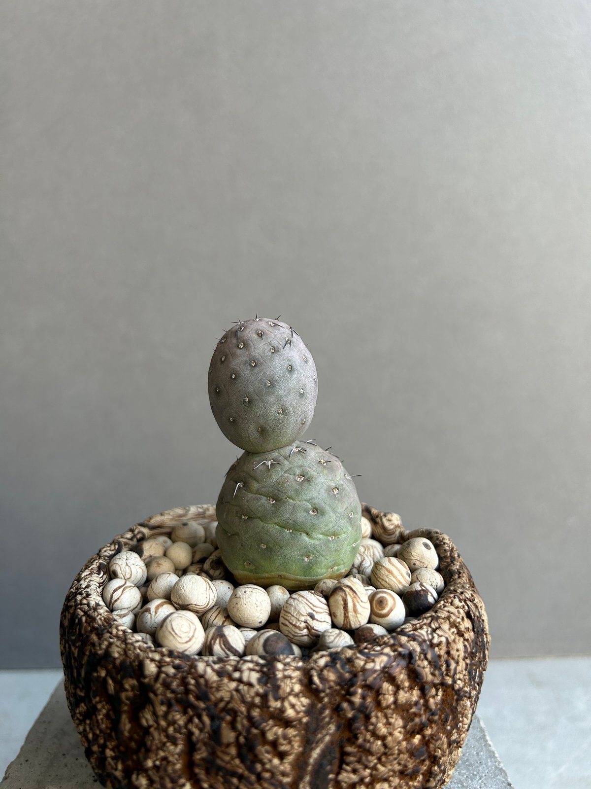 テフロカクタス ゲオメトリクス+plantsmonsters pot「Tephrocactus