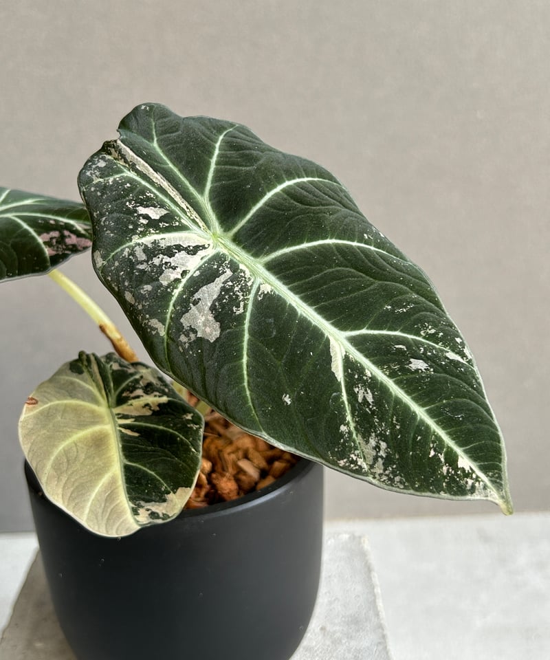 アロカシア ブラック ベルベット ピンク 斑入 「Alocasia Black Velvet