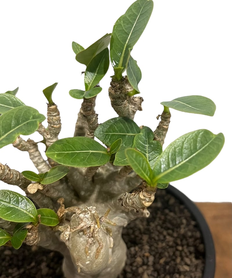 アデニウム　オベスム アデニウム オベスム 4号 Ji Phet（3）｜観葉01-D1 | 観葉・多肉