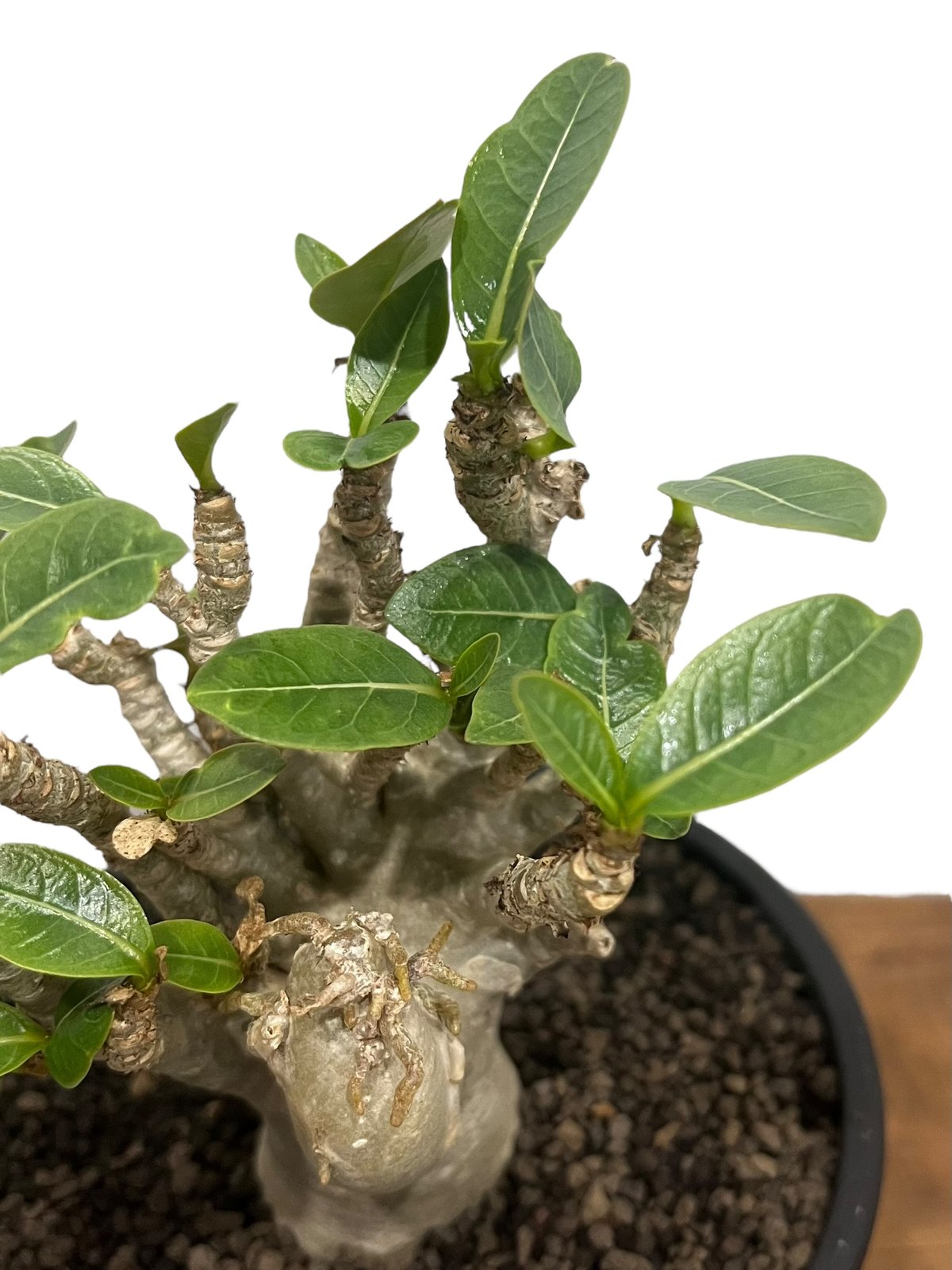 アデニウム オベスム Adenium obesum アデニウム オベスム “選抜個体” 「Adenium obesum “Select!」30B