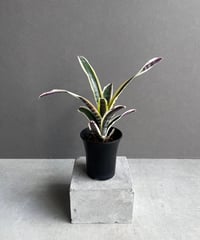 サンセベリア ベンジャロン「Sansevieria Benjarong」60D-1 | SHO サンセベリア ベンジャロン「Sansevieria Benjarong」60D-1 | SHO
