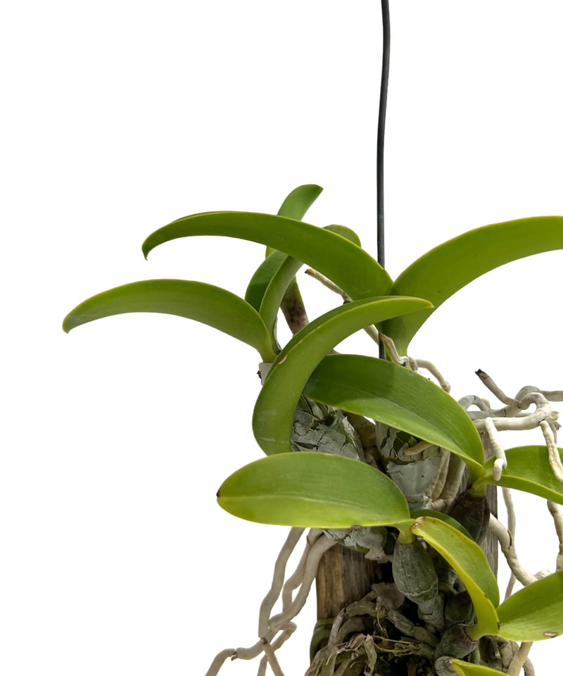 カトレア ノビリオール アマリア 「Cattleya nobilior var. amalia
