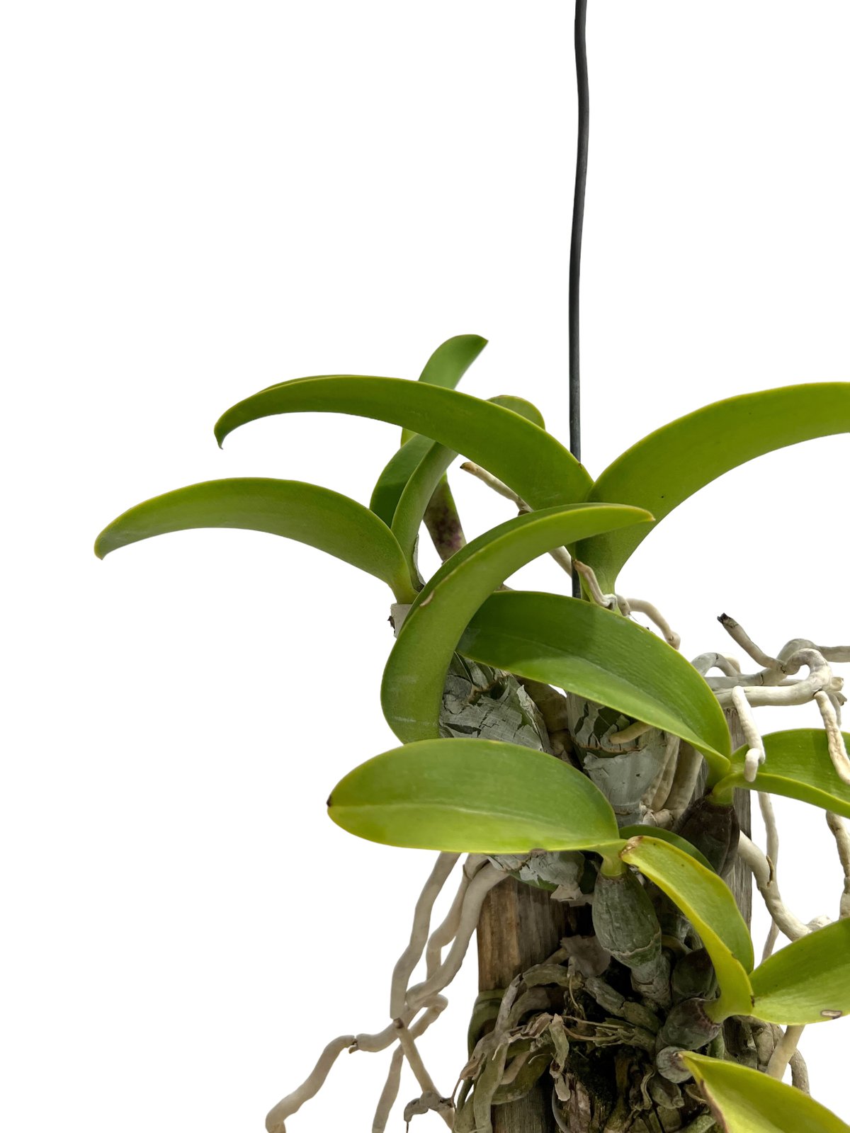 カトレア ノビリオール アマリア 「Cattleya nobilior var. amalia