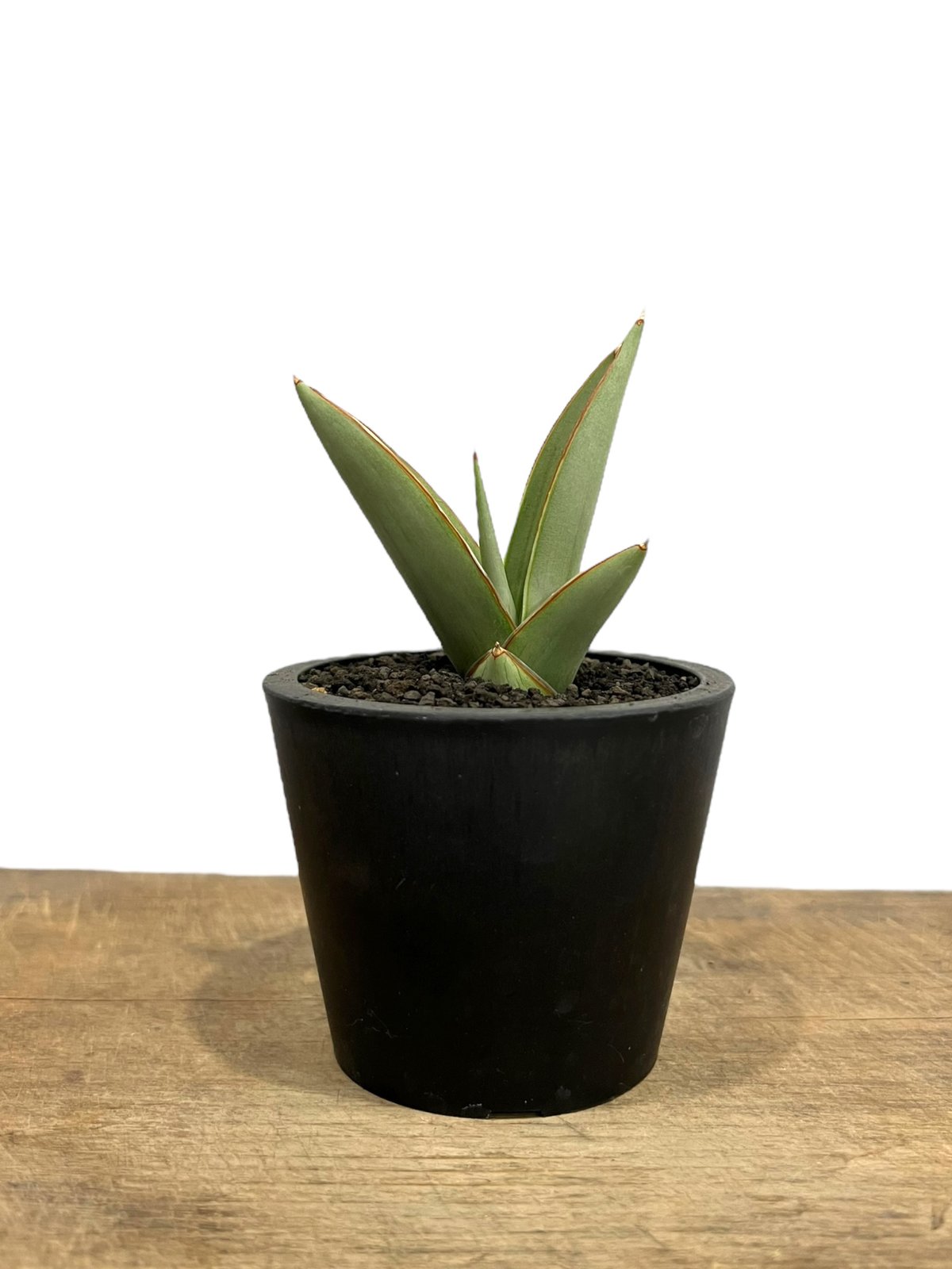サンセベリア チャオプラヤ 「Sansevieria Chao Phraya」5I | SHO