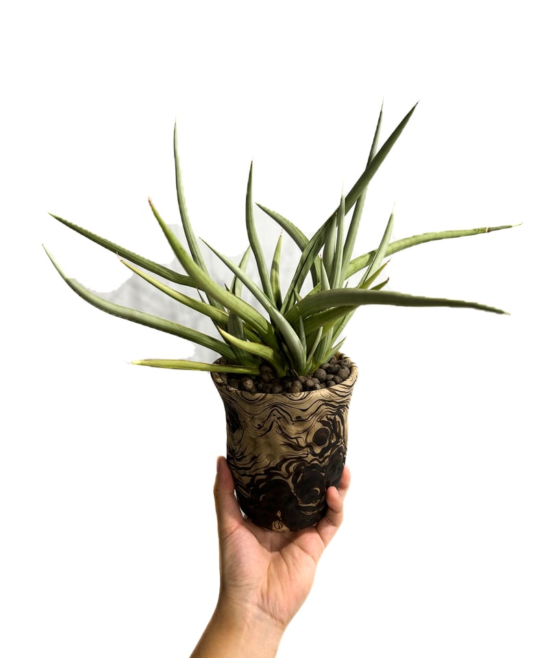 サンセベリア ダンシング ドラゴン +pmp「Sansevieria Dancing サンセベリア ダンシング ドラゴン +pmp「Sansevieria Dancing
