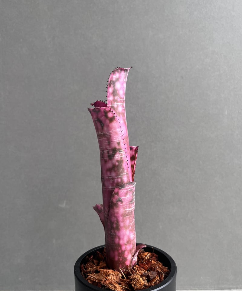 ブロメリア・エアープランツ Billbergia 'Incendiary delight' B0196 Bill.Incendiary delight 【artPLANTs/PLANTS GARAGE