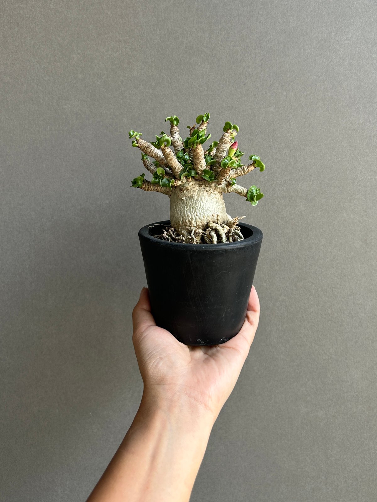 アデニウム メデューサ D.H.A (獅子葉)“選抜個体” 「Adenium