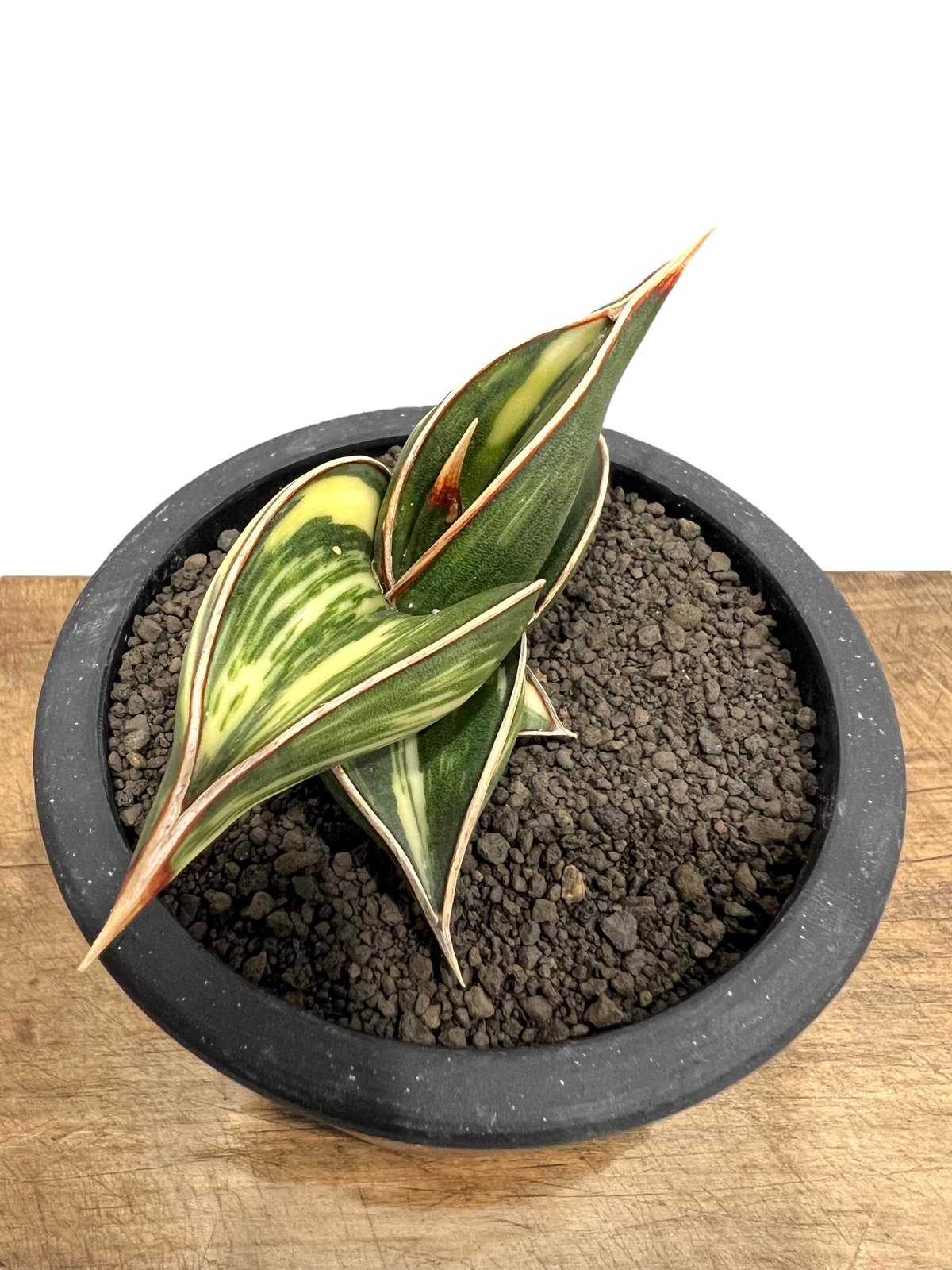サンスベリア・ロリダ　斑入り サンセベリア ロリダ 斑入り「Sansevieria rorida var.」6/1-720