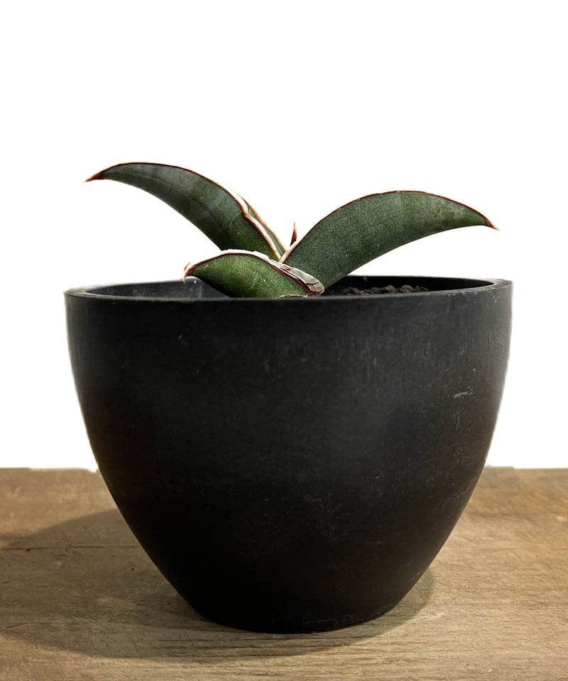 サンセベリア lav.24561「Sansevieria lav. 24561」9/11-13