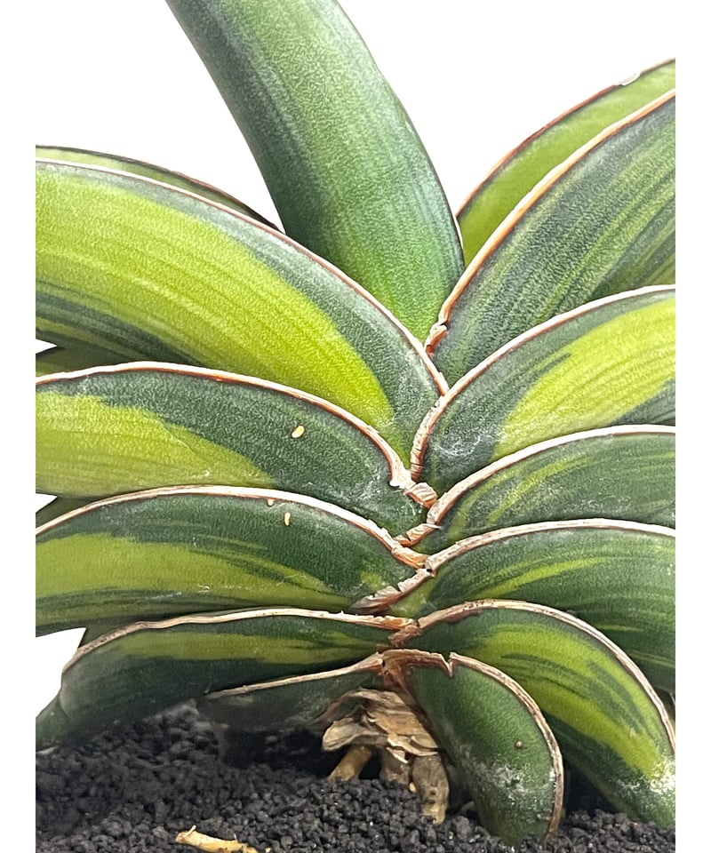 サンセベリア ロリダ 斑入り「Sansevieria rorida var.」6/1-720 サンセベリア ロリダ 斑入り「Sansevieria rorida var.」6/1-720