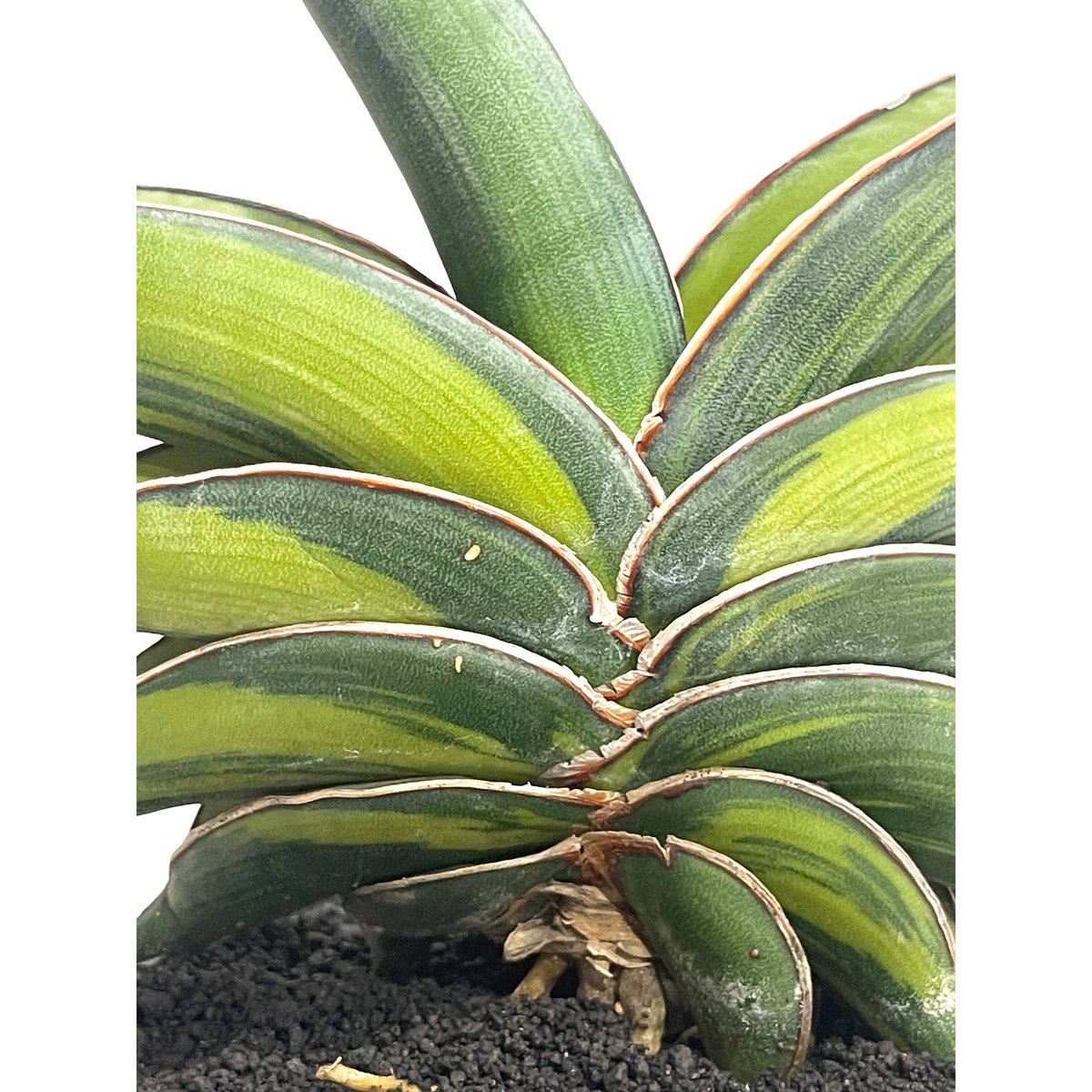 ＊Sansevieria Rorida＊サンスベリアロリダ＊斑入り＊ サンセベリア ロリダ 斑入り「Sansevieria rorida Var.」32G-1 |