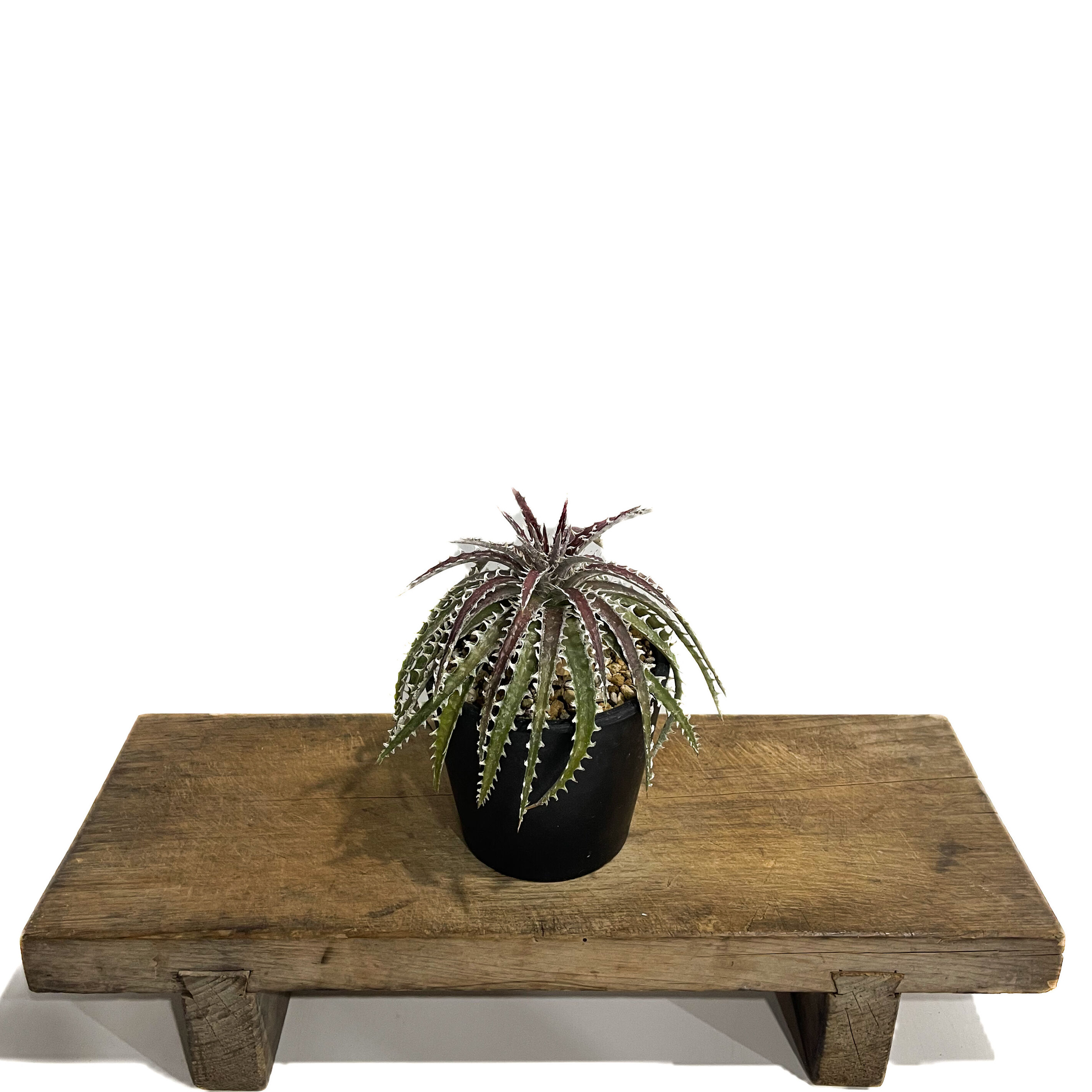 ディッキア ズゴック ハイブリッド「Dyckia Z'gok hybrid」 11E-2 |