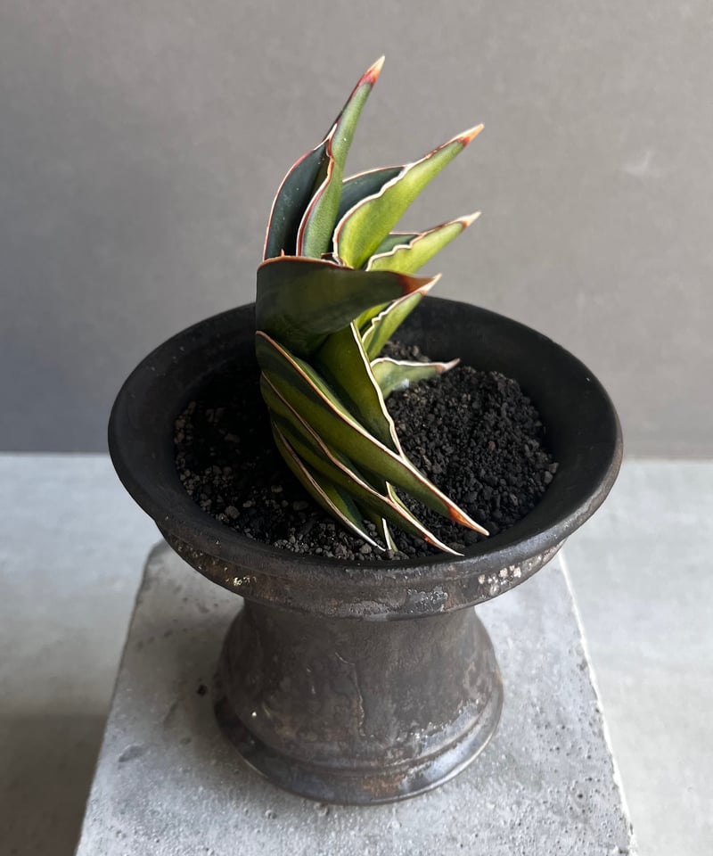 サンセベリア ロリダ 斑入 変異種(選抜個体) 「Sansevieria rorida Var