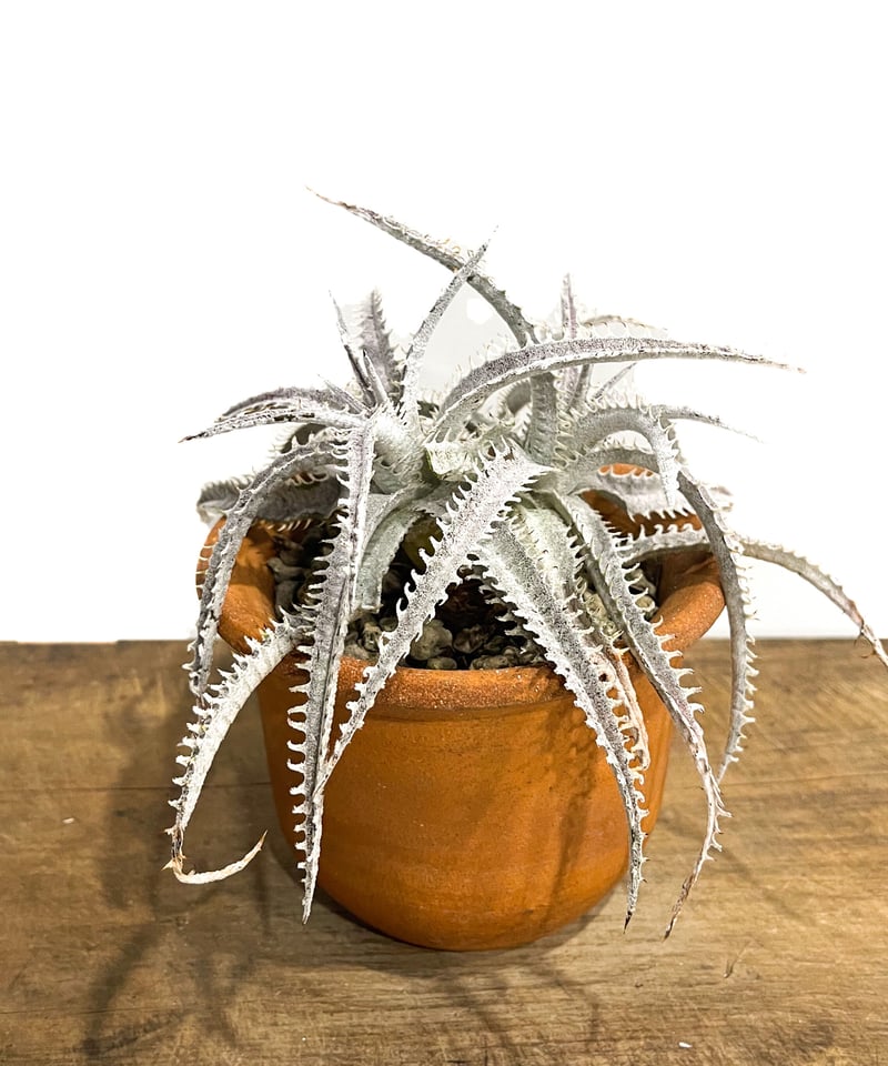 ディッキア ハイブリッド 「Dyckia Hybrid」18E-2 | SHOUCHIKUEN ディッキア ハイブリッド 「Dyckia Hybrid」18E-2 | SHOUCHIKUEN