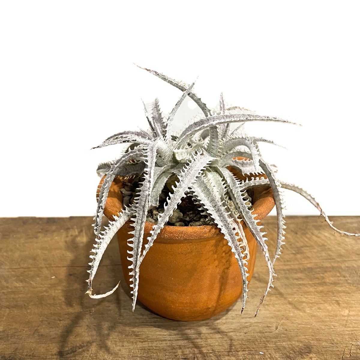 ディッキア ハイブリッド 「Dyckia Hybrid」18E-2 | SHOUCHIKUEN
