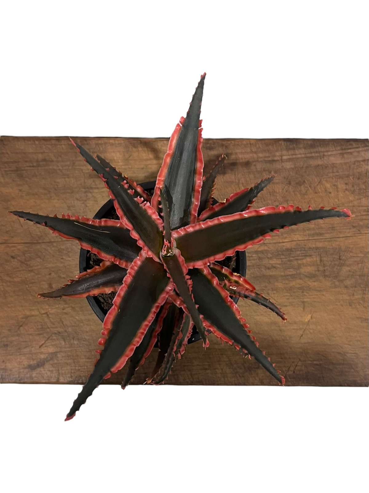 アロエハイブリッド　リクエスト品 アロエ ハイブリッド “選抜個体” 「Aloe Hybrid “Select