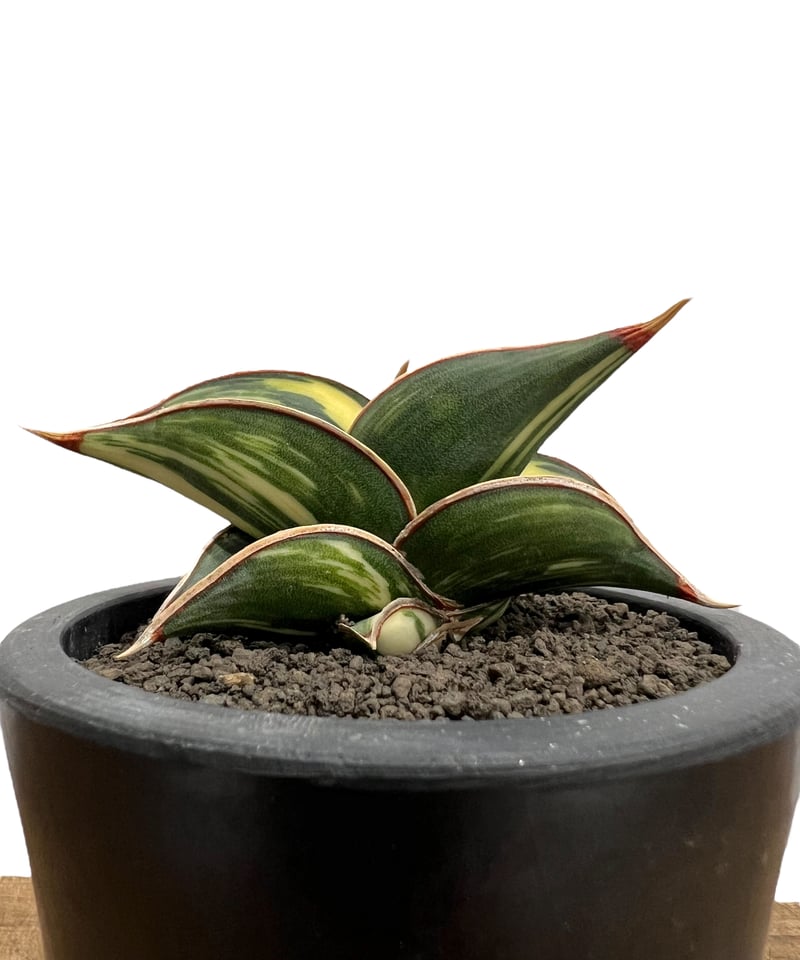 サンセベリア ロリダ 斑入 「Sansevieria rorida variegated」13