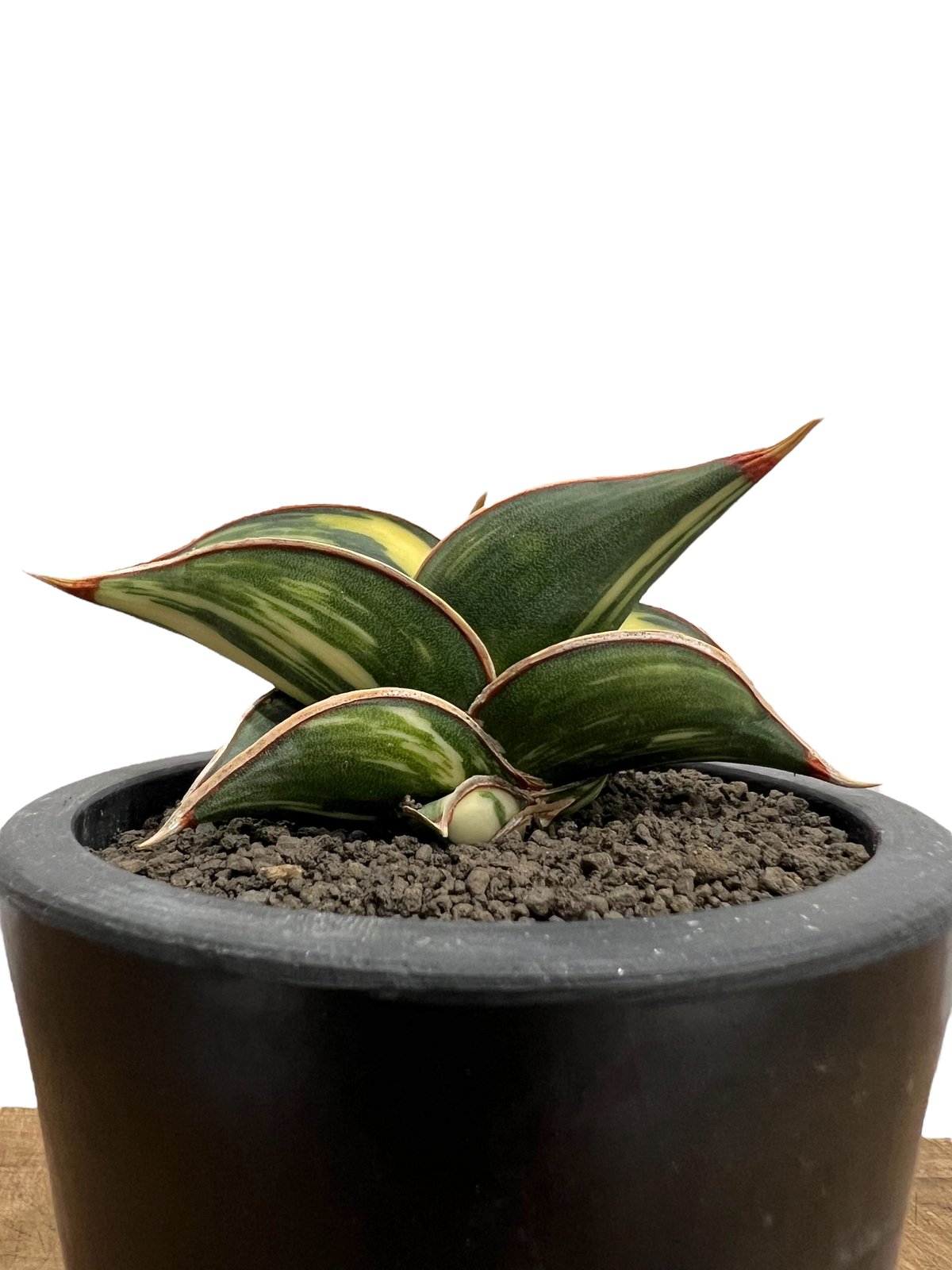 サンスベリア ロリダ 斑入Sansevieria Rorida Ver サンセベリア ロリダ 斑入 「Sansevieria rorida variegated」13