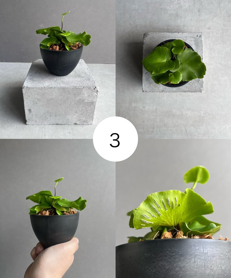 その他観葉植物 Drynaria delavayi Chuxion アスプレニウム デラバイ (フランチ) コペル 「Asplenium