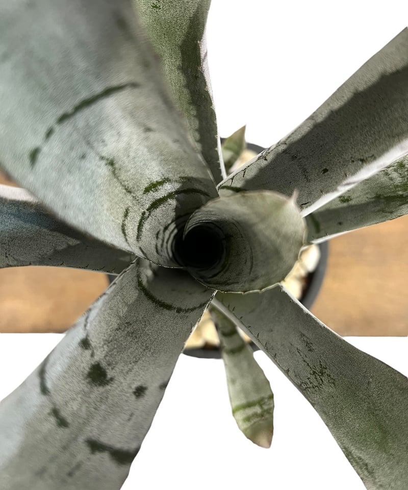エクメア チャンティニー 実生 「Aechmea chantinii seedling 」53