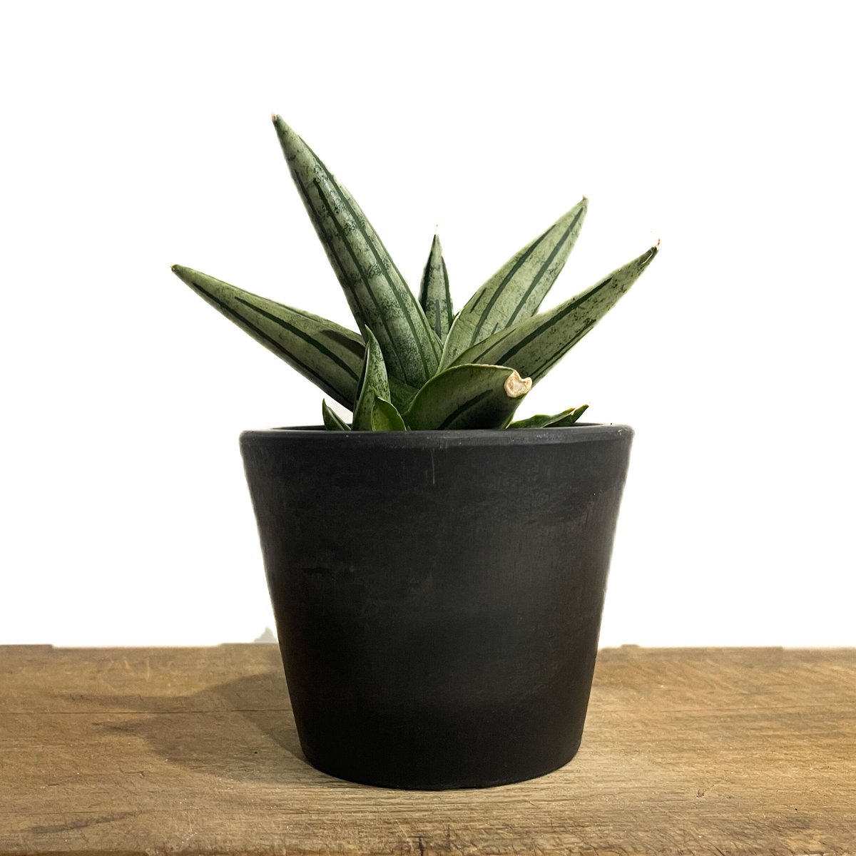 サンセベリア ジュピター「Sansevieria Jupiter」29E-1 | SHOUCH サンセベリア ジュピター「Sansevieria Jupiter」29E-1 | SHOUCH