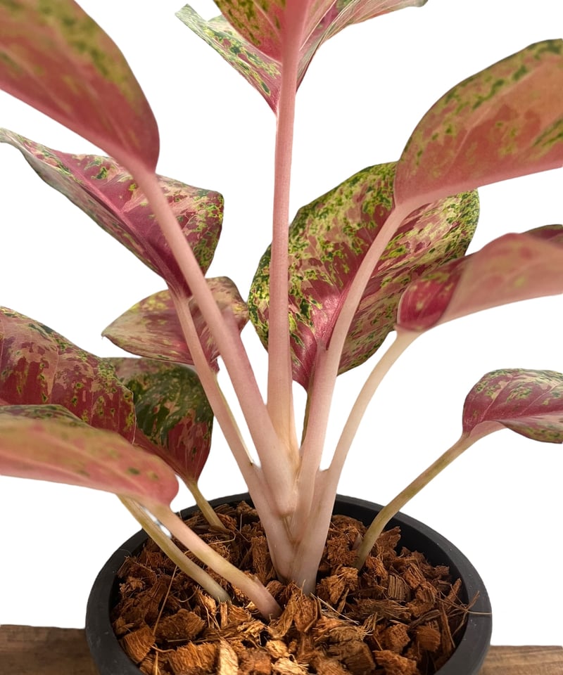 アグラオネマ プラチナム カラット 「Aglaonema Platinum Karat