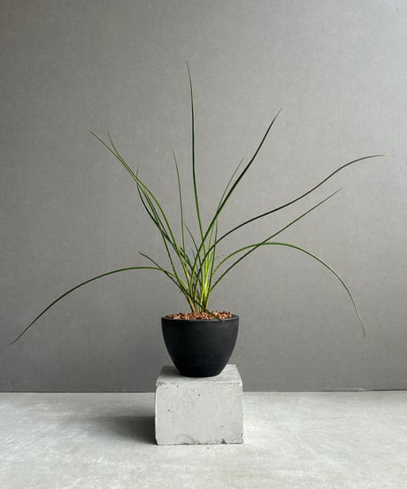 趣深く。。山採りアセビ。 趣深く。。山採りアセビ。 - メルカリ