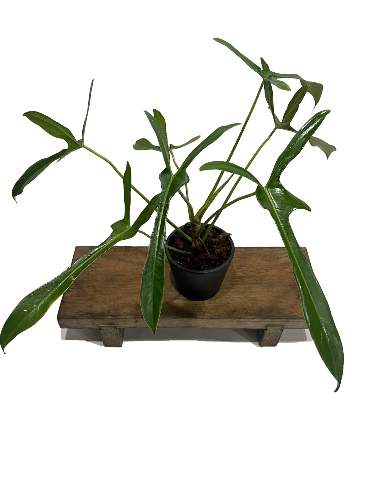 大株　Philodendron ’Lelano Miyano’ フィロデンドロン フィロデンドロン ロンギロバトム 'レラノ ミヤノ