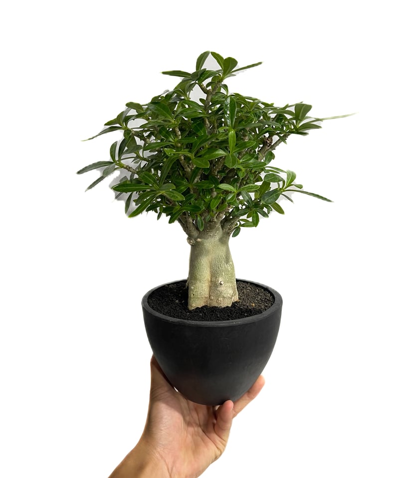 アエオニウム　ベストコンディション アデニウム オベスム “選抜個体”「Adenium obesum “Select