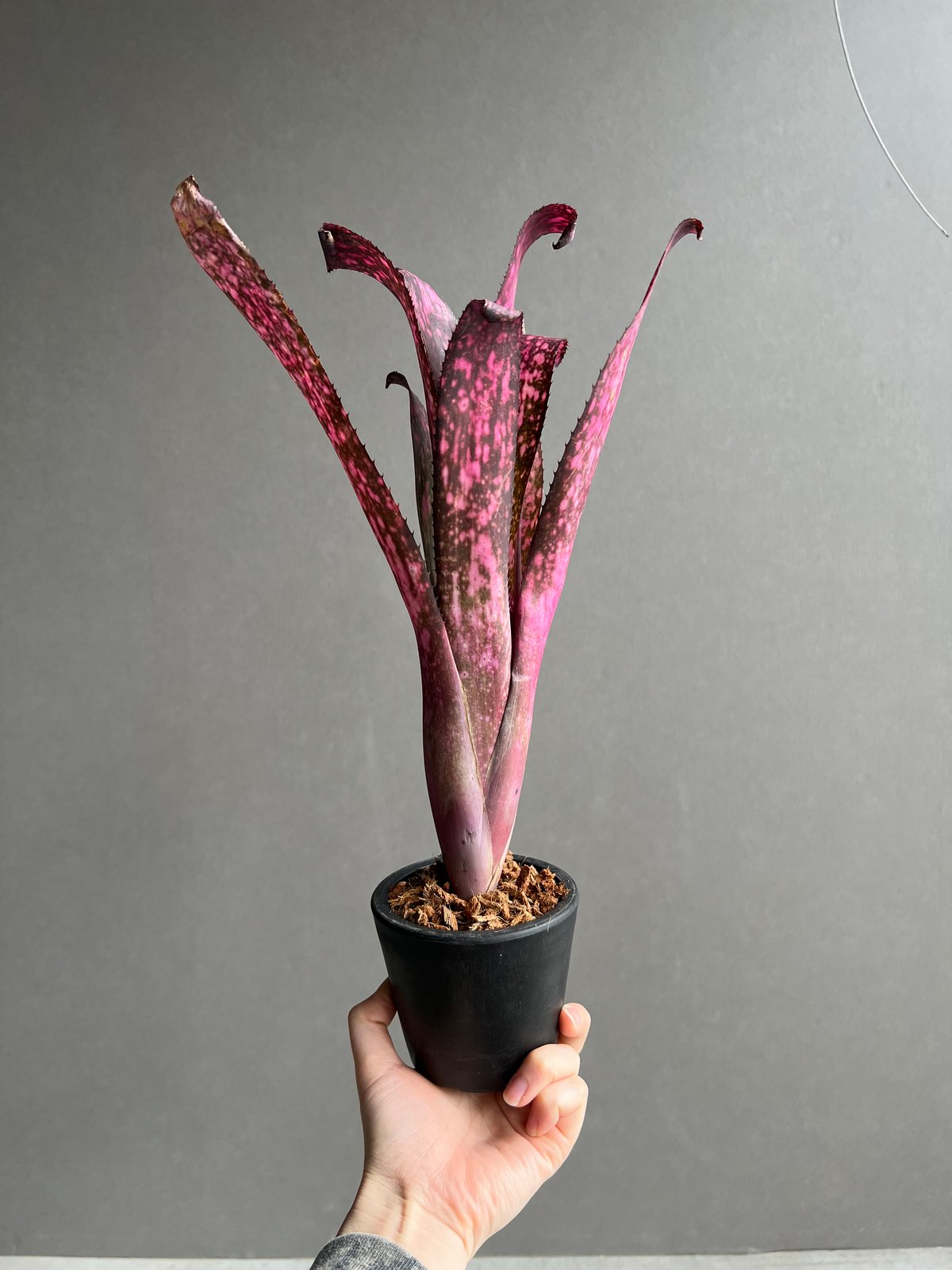 ビルベルギア テン エー 「Billbergia Teng Ee」3Y | SHOUCHIKUEN