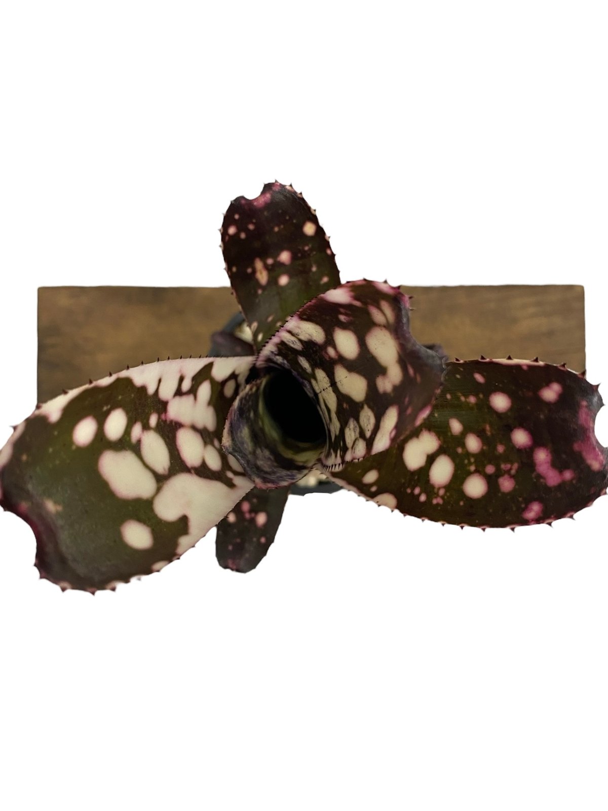 ビルベルギア キャンベイスノー 「Billbergia Canvey Snow」62N | S