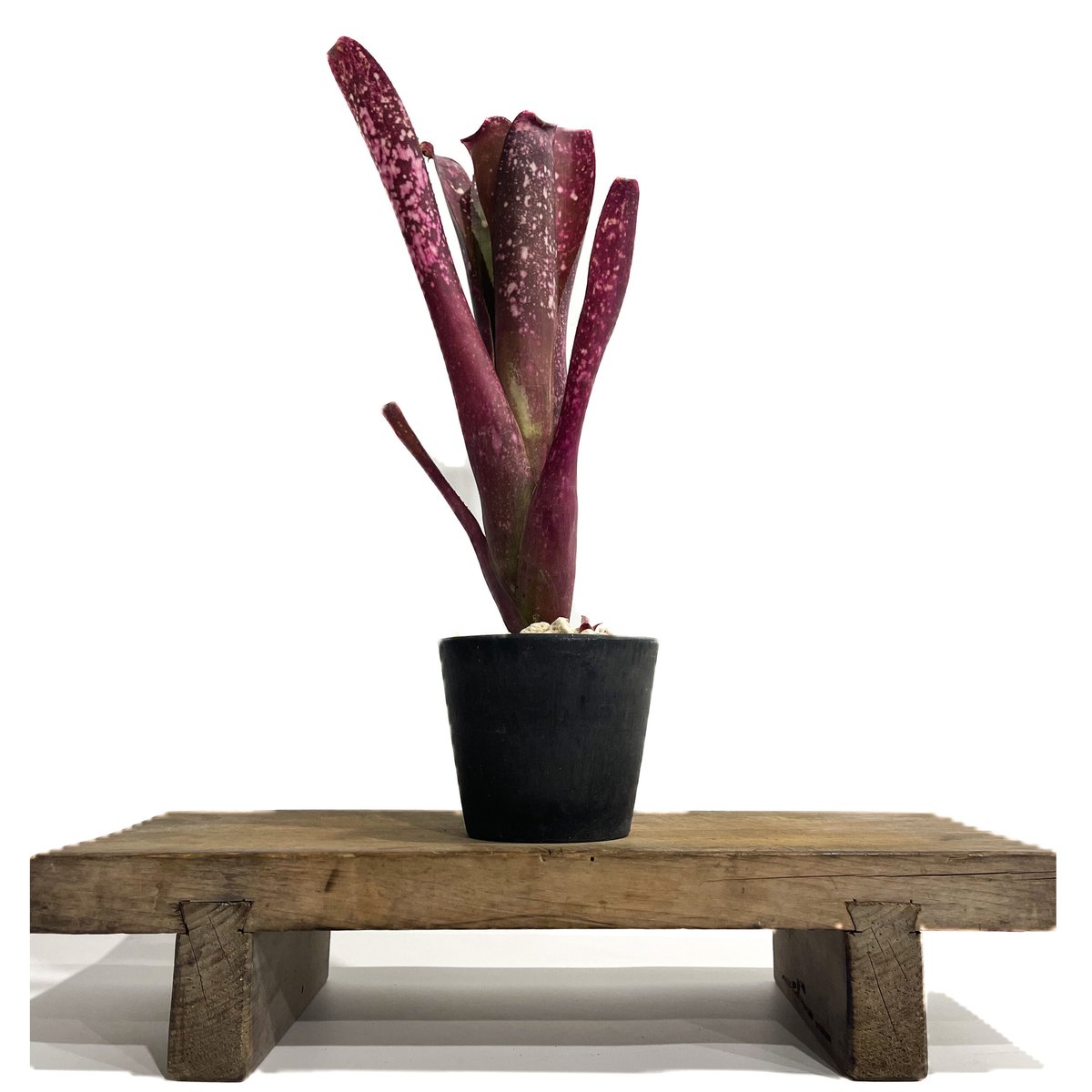 太めの株です！タンクブロメリア　ビルベルギア『After glow』 Billbergia Calico × Afterglow 【artPLANTs】 ビルベルギア