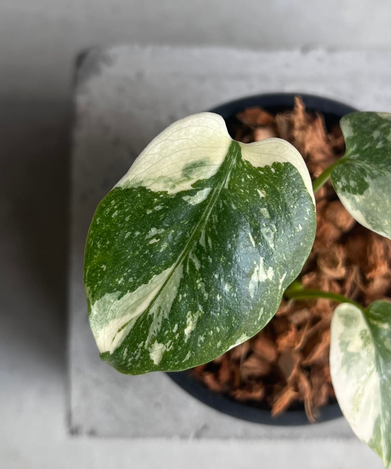 「「超希少」モンステラ　クリームブリュレ　レア　creme brulee 本物 モンステラ タイ コンステレーション クリーム ブリュレ