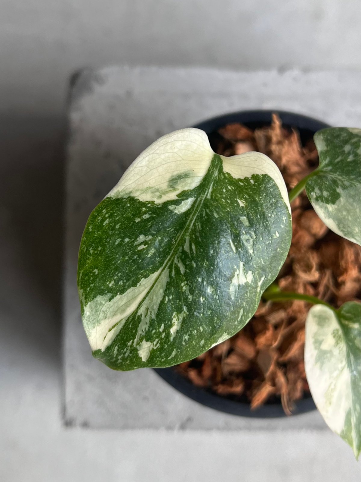 モンステラ タイ コンステレーション クリーム ブリュレ 「Monstera