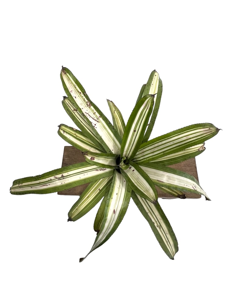 Aechmea 'Bert' variegated〔エクメア〕現品発送A165 送料無料】Aechmea 'Bert' variegated〔エクメア〕現品発送A165