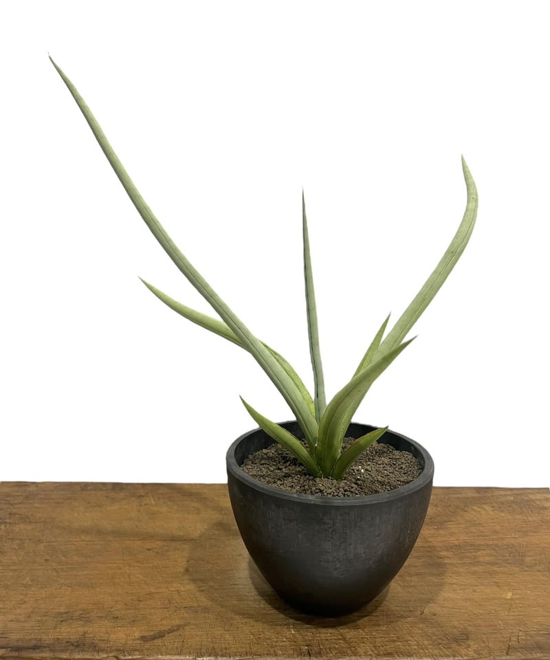⭐︎本物⭐︎【超希少】サンスベリア　ダンシングドラゴン　Dancing Dragon サンセベリア ダンシング ドラゴン 「Sansevieria Dancing