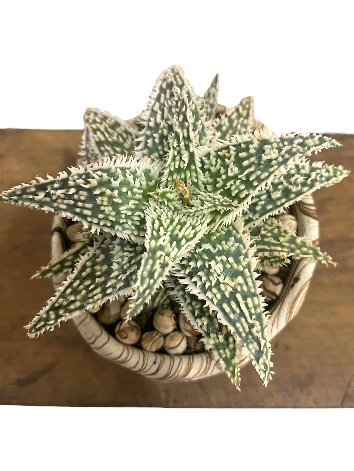 アロエ ハイブリッド “選抜個体” + plantsmonsters pot 「Aloe Hy
