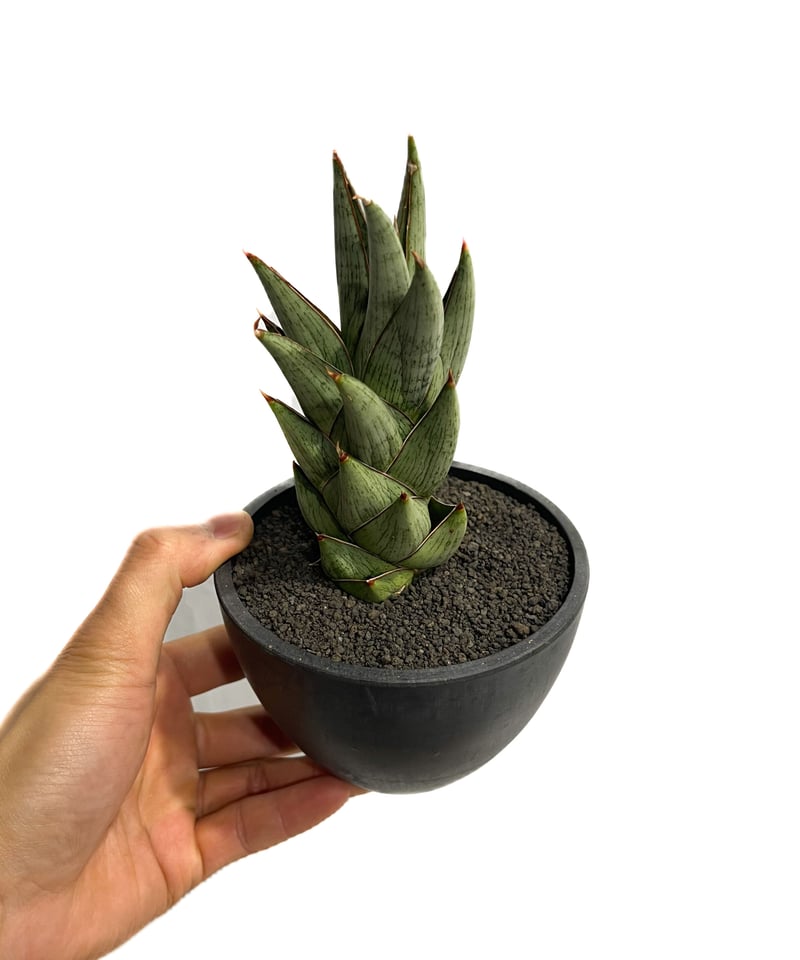 サンセベリア ロックマン (変異種)「Sansevieria Rock Man (mutate