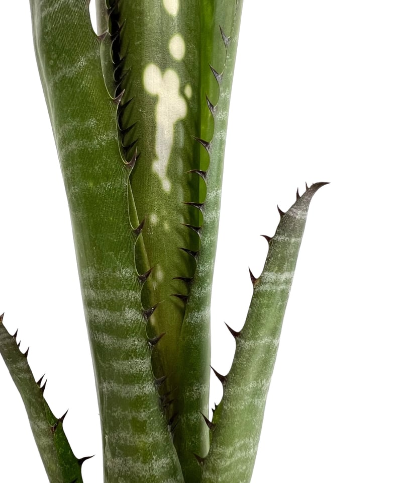 ビルベルギア オーバー ザ ムーン 「Billbergia Over The Moon ビルベルギア オーバー ザ ムーン 「Billbergia Over The Moon