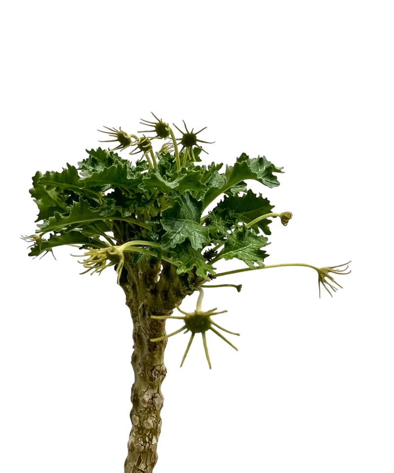 ドルステニア ジプソフィラ x ラブラニー 綴化 「Dorstenia gypsophila