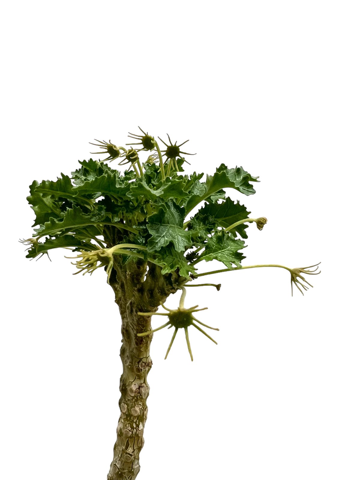 ドルステニア ジプソフィラ x ラブラニー 綴化 「Dorstenia gypsophila