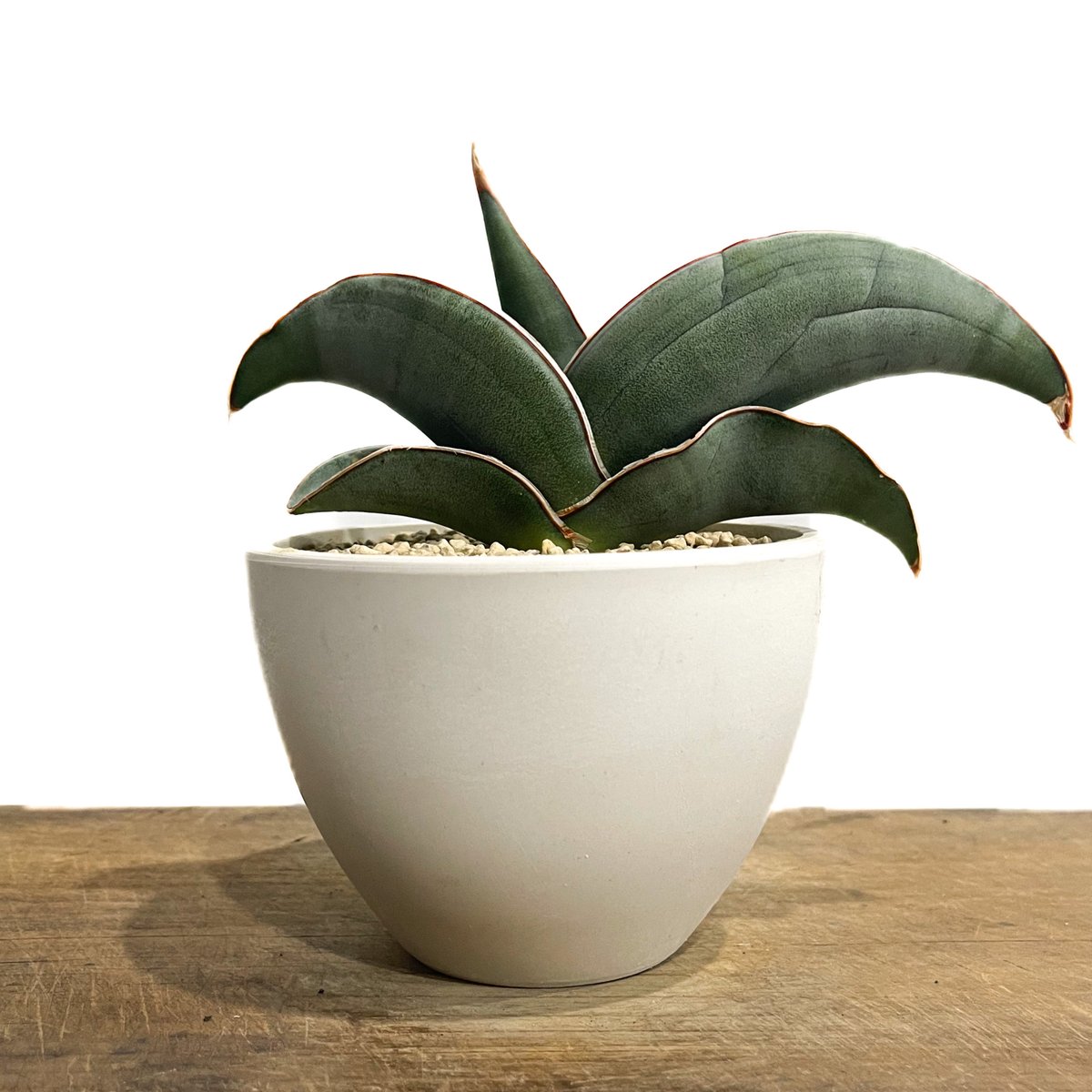 サンセベリア エーレンベルギー バナナ 「Sansevieria ehrenbergii Ba