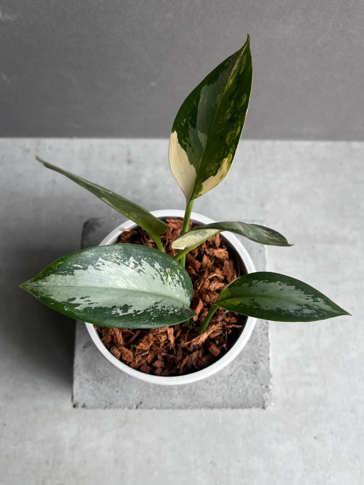 アグラオネマ スワンナプーム「Aglaonema Suvarnabhumi」53A | SHO