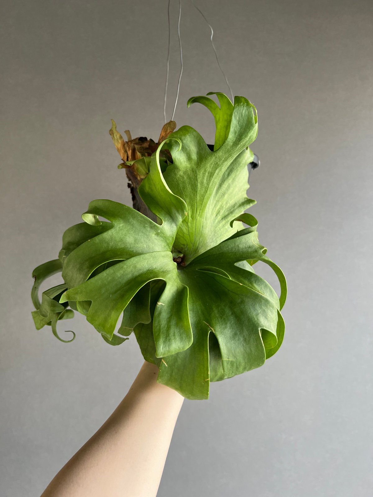 ビカクシダ スリナリウム（P. コロ ナリウムxP.ワンダエ