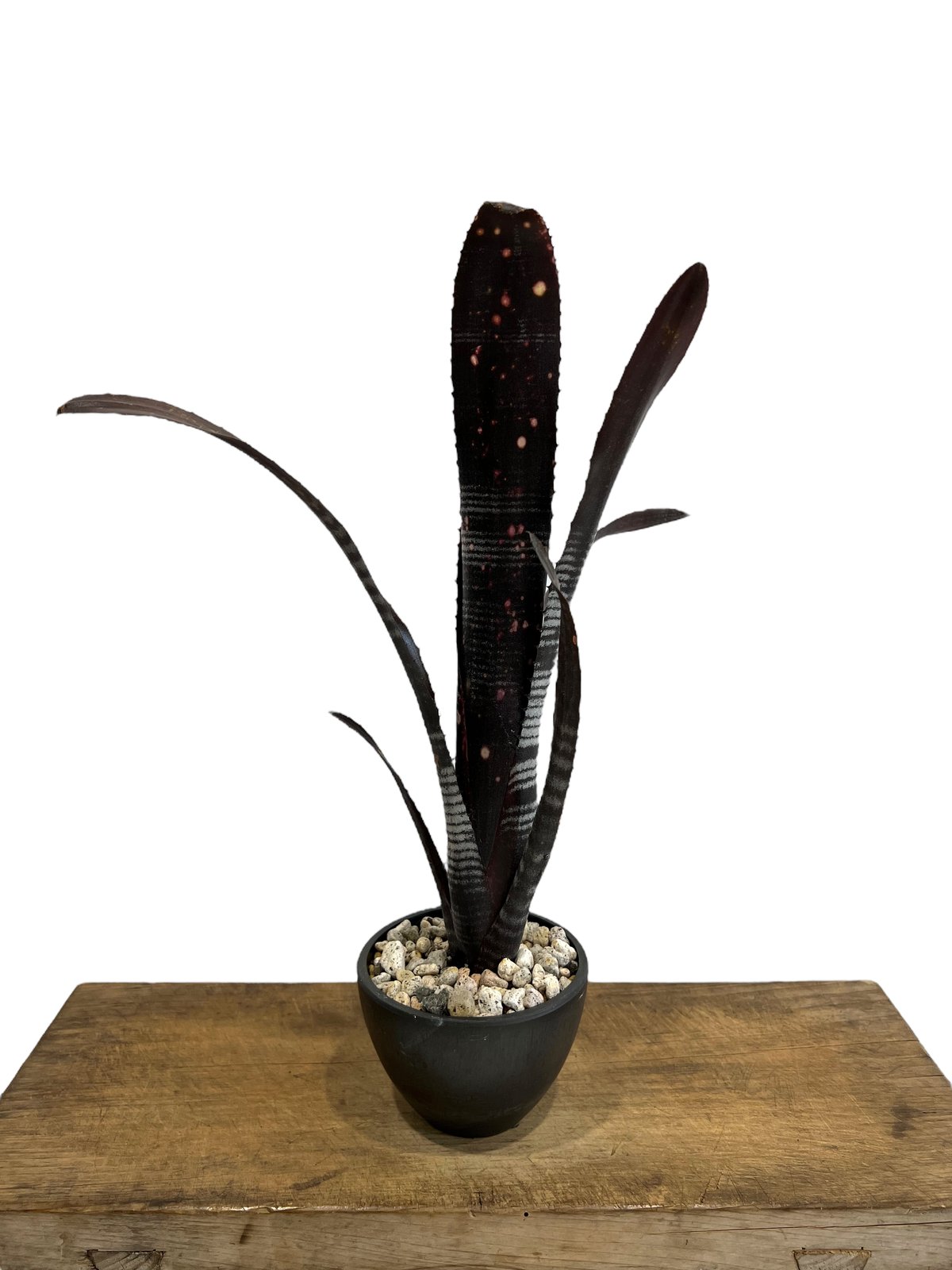 Billbergia 'Darth Vader' 中型ブロメリア fit=scale-down,w=1200